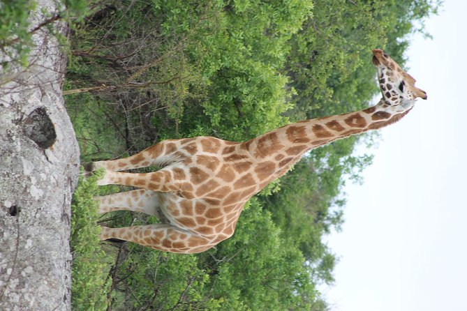 7-Day Murchison Falls, Chimps & Gorilla Trekking - Transfer toward Bwindi: long roads, strategic pacing