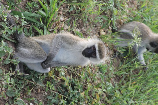 7-Day Murchison Falls, Chimps & Gorilla Trekking - Price and value: is $3,000 per person worth it?