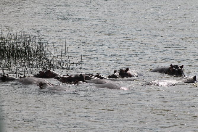 7-Day Murchison Falls, Chimps & Gorilla Trekking - Murchison Falls game drive plus the boat to the base of the falls