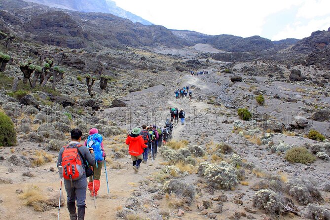 7 Days Kilimanjaro Trekking Machame Route with Professional Guide - Day 7 summit night: 1 a.m. start, Stella Point sunrise, optional Uhuru Peak