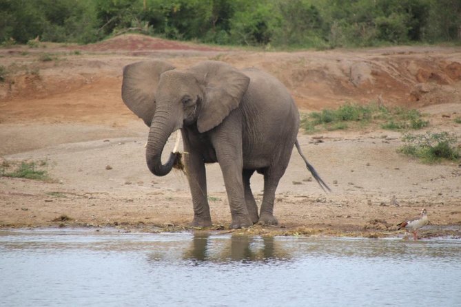 8 Day Gorilla Trek, Wildlife Safari and Chimp Habituation Experience - Key highlights to know before you go