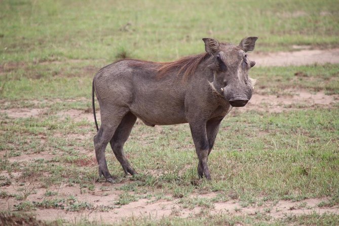 8 Day Gorilla Trek, Wildlife Safari and Chimp Habituation Experience - The drive out: Kampala or Entebbe airport day