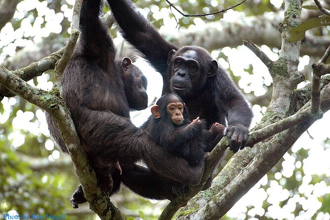 8-Day Murchison Falls, Chimp and Epic Gorilla Trekking - Key Highlights You’ll Actually Feel
