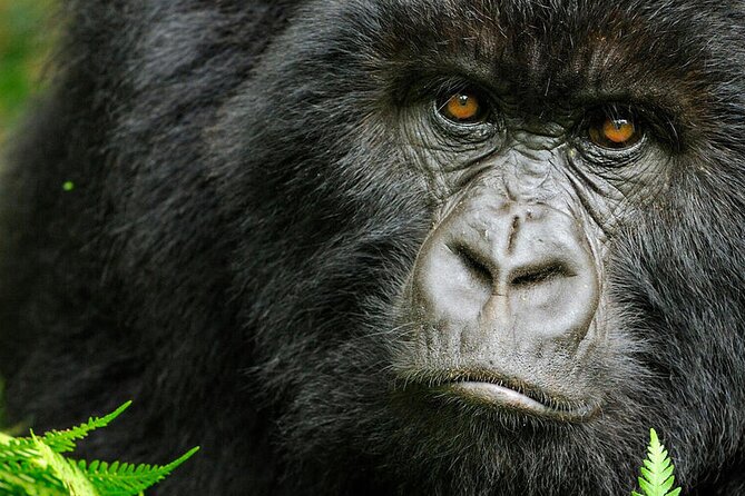 8-Day Murchison Falls, Chimp and Epic Gorilla Trekking - The Route Makes Sense: From Falls to Forest Primates