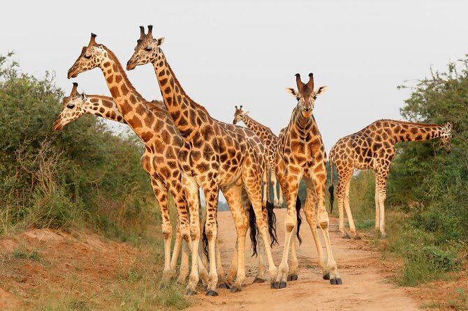 8-Day Murchison Falls, Chimp and Epic Gorilla Trekking - Day 2: Game Drive Then the Signature Boat Cruise to the Falls