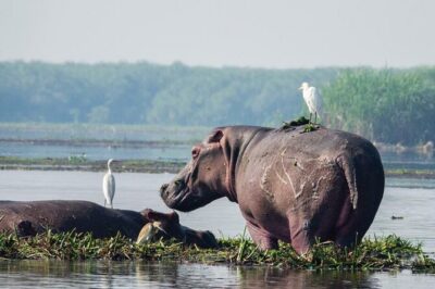 8-Day Murchison Falls, Chimp and Epic Gorilla Trekking - Day 1 in Murchison Falls: Plains, Hippos, Crocs, and Ziwa Rhino Tracking
