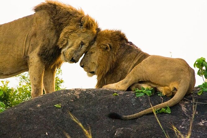 8-Day Murchison Falls, Chimp and Epic Gorilla Trekking - Day 6: Ishasha Tree-Climbing Lions Before Bwindi
