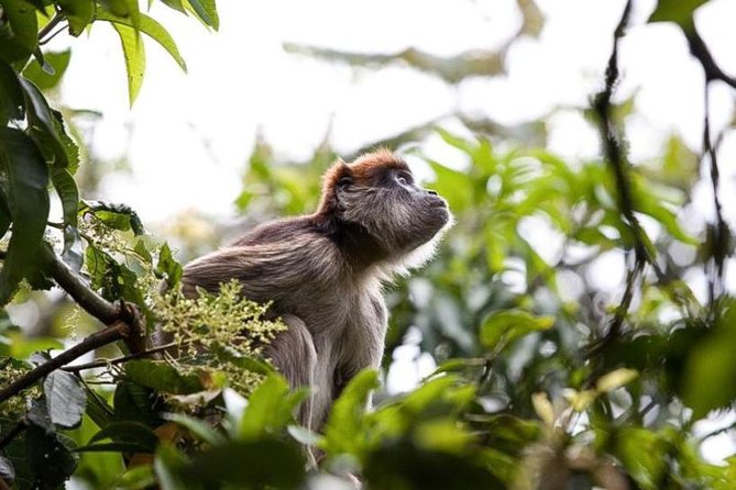8-Day Murchison Falls, Chimp and Epic Gorilla Trekking Safari - Quick Hits Before You Go