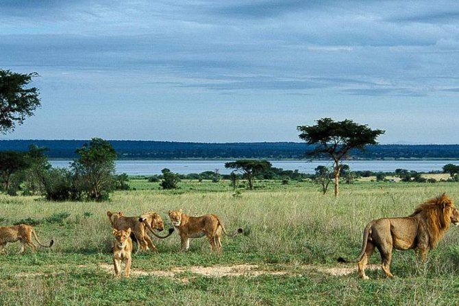 8-Day Murchison Falls, Chimp and Epic Gorilla Trekking Safari - Price and Permits: What This Safari Costs in Real Life