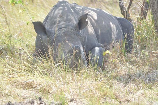 8 days Murchison Falls, Chimpanzee & Gorilla Trekking Safari - Key Highlights You Should Know