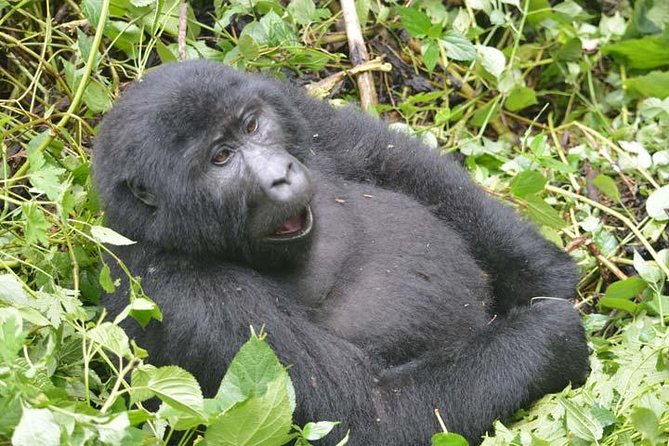 8 days Murchison Falls, Chimpanzee & Gorilla Trekking Safari - Murchison Falls Day 2: Morning Game Drive, Afternoon Nile Launch Cruise