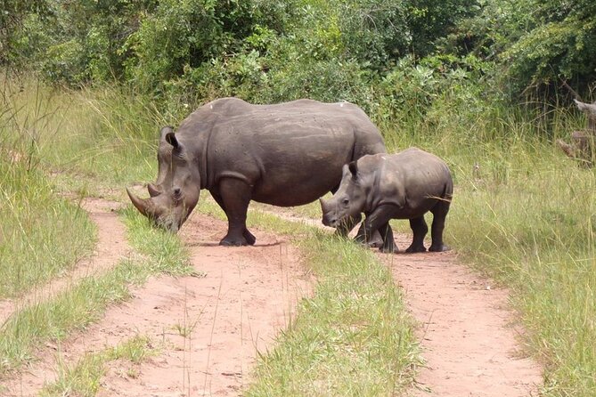 9 day Gorilla Trekking, Chimpanzee & Wilderness Safari (mid-range) - A 9-Day Uganda Hits-All-The-Highlights Circuit