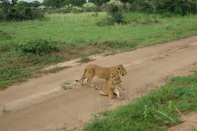 9 day Gorilla Trekking, Chimpanzee & Wilderness Safari (mid-range) - Ziwa Rhino and Murchison Falls Rapids: Your Opening Wildlife Day