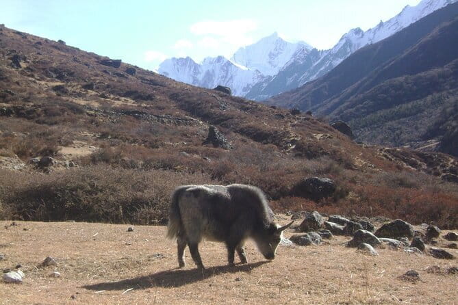 9 Days LANGTANG VALLEY TREKKING IN NEPAL - Village days: Thulo Syabru and Langtang Village with Tamang culture