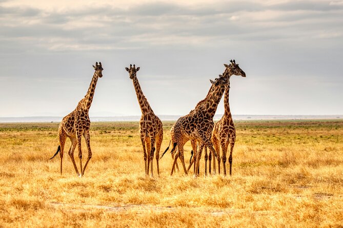 9 Days Uganda Wildlife Safaris, Gorilla Trekking & Hiking - Budongo to Bwindi: arriving at gorilla territory