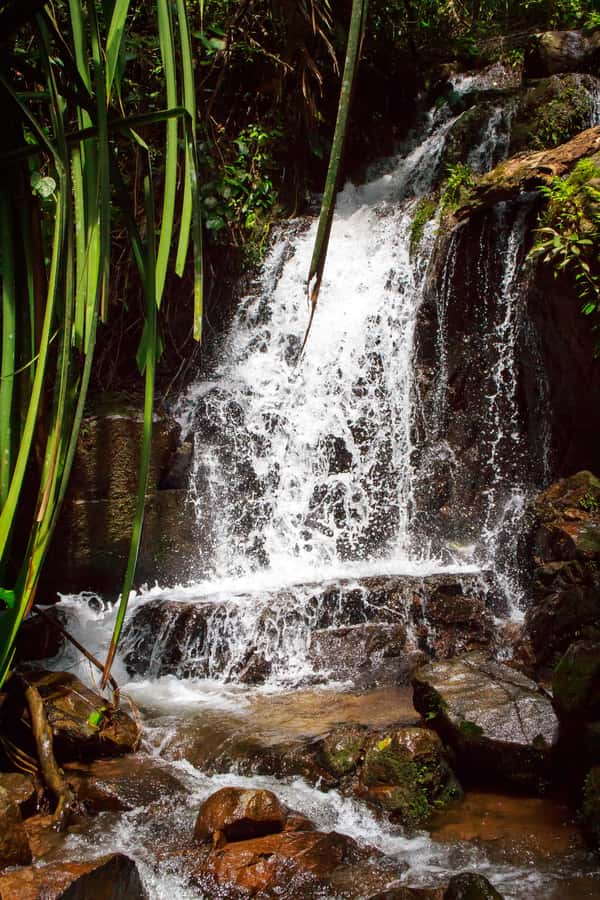 A Jungle-to-Sea Kayaking & Trekking Adventure in Phuket - Wildlife Spotting: Monkeys, Birds, Mudskippers, and Reptiles
