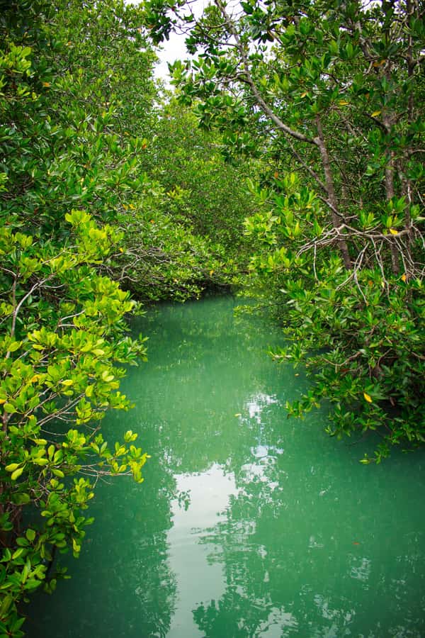 A Jungle-to-Sea Kayaking & Trekking Adventure in Phuket - Price, Inclusions, and What You Should Bring