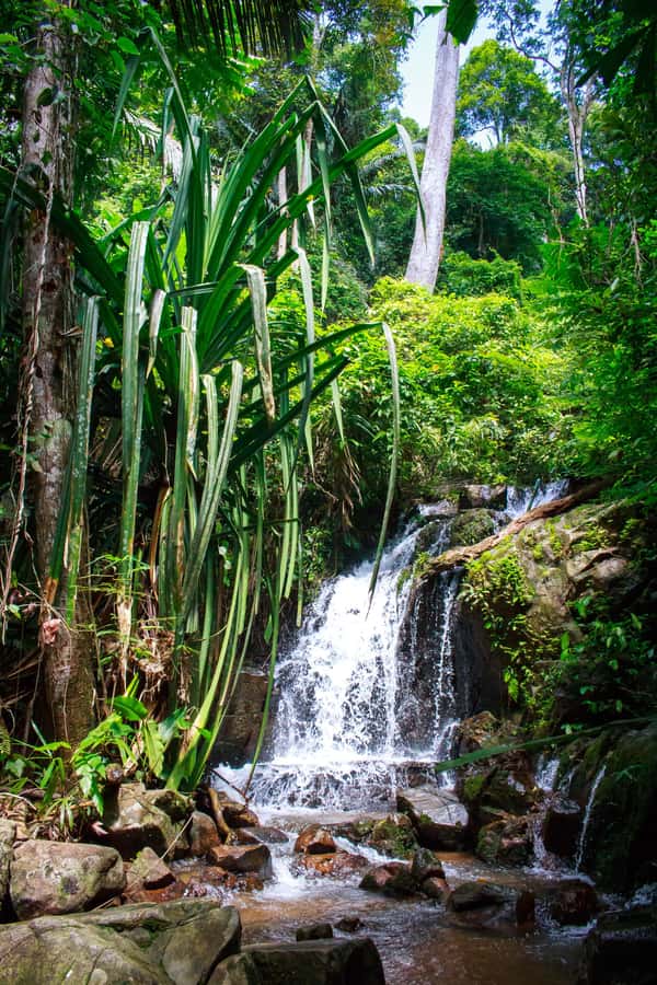 A Jungle-to-Sea Kayaking & Trekking Adventure in Phuket - The Morning Pickup and Van Ride to Bang Rong Pier