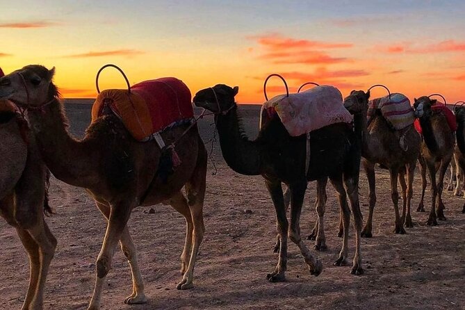 Agafay Desert-And Atlas Mountains & Camel-Trek-Day Trip From Marrakech - Who this trip suits best (and who should choose something else)