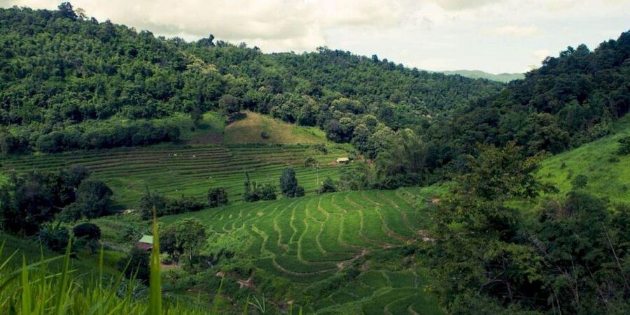 Akha & Lahu village trekking 1 day - Trekking routes: bamboo forest walking plus farm edges