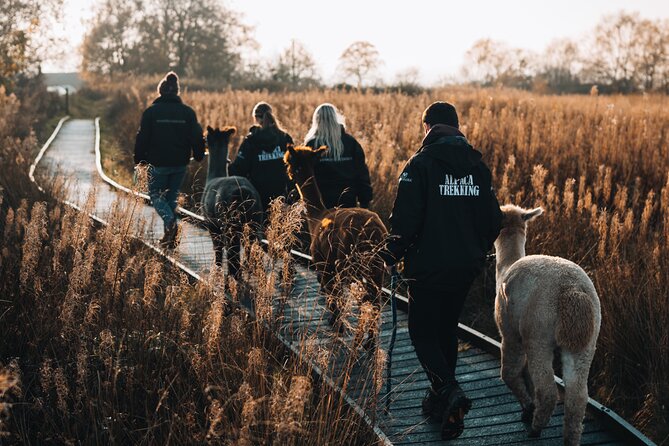Alpaca & Donkey Trekking Experience at Wetley Moor Common - Key Highlights Before You Go