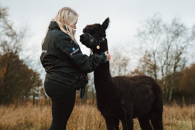 Alpaca & Donkey Trekking Experience at Wetley Moor Common - Entering The Experience: From The Meeting Point To The First Safety Talk