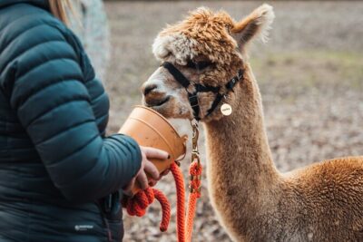 Alpaca & Donkey Trekking Experience at Wetley Moor Common - Alpaca Trek vs Donkey Trek: What Changes for You