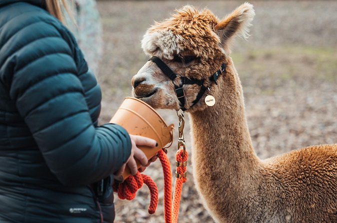 Alpaca & Donkey Trekking Experience at Wetley Moor Common - The 60-Minute Flow: What Happens During Each Part of the Walk