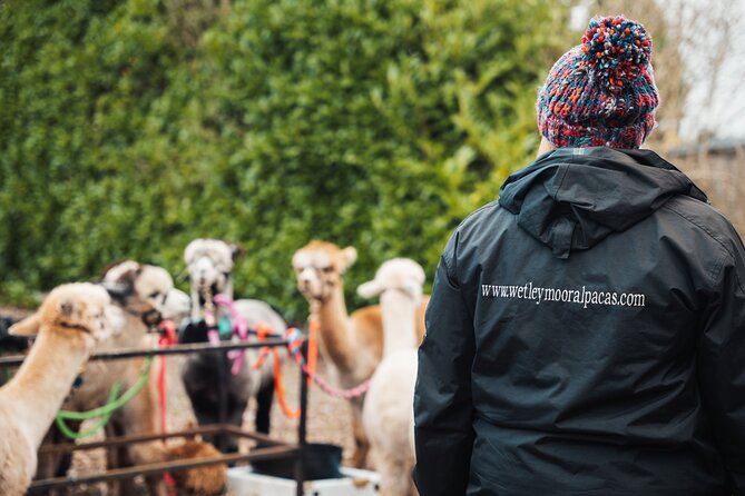 Alpaca & Donkey Trekking Experience at Wetley Moor Common - Mud, Weather, and Footwear: The Real Planning Challenge