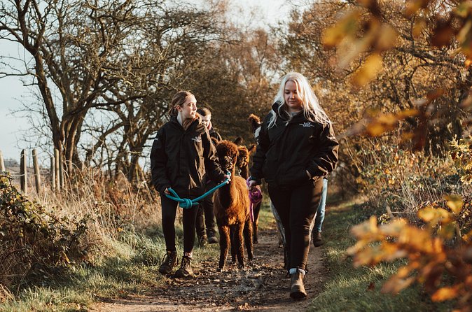 Alpaca & Donkey Trekking Experience at Wetley Moor Common - Price and Value: Is $41.13 Worth It?