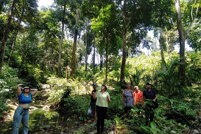 Ancient Lava Stream Trek through dense Tropical forest. - Ancient lava stream trekking: what the geology adds to your hike