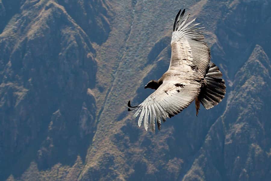 Arequipa: 2-day Colca Canyon Trekking, Ending in Puno - FAQ