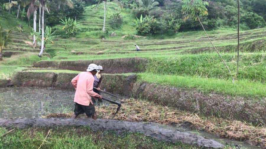 Bali: Jatiluwih Full-Day E-Bike and Trekking Tour - Lunch in rice fields: what makes it more than a fuel stop