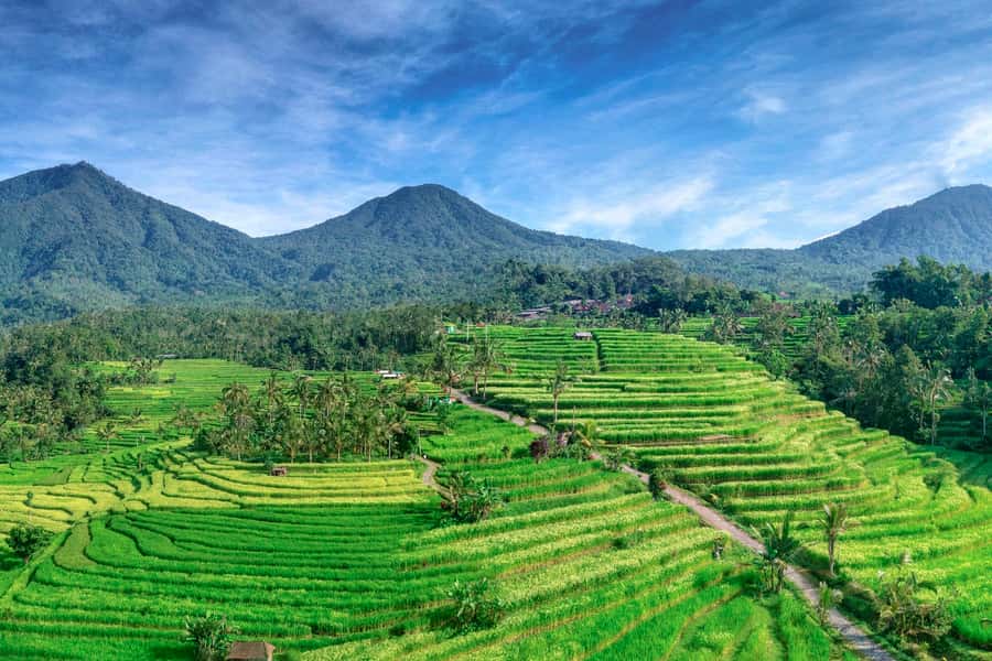 Bali: Jatiluwih Full-Day E-Bike and Trekking Tour - The e-bike segment: from Pura Luhur Batukaru toward Jatiluwih