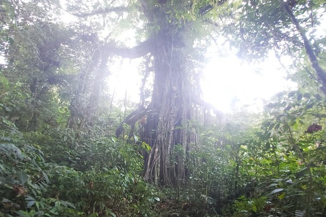 Bali Jungle Trekking and Lake Canoeing Tour - The Real Star: How Local Guides Shape the Day (Putu, Dharma, Komang, and Oka)