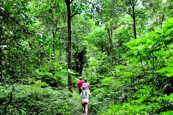 Bali Jungle Trekking in Beautiful Rainforest - Price and Logistics: What Your $80 Covers (and Why It’s Fair)