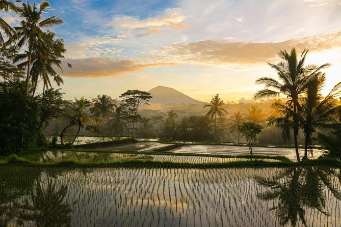 Bali Pure trek with spiritual journey, purification ceremony, local priest -Ubud - Stop 1: Kintamani Bamboo Forest, Coffee Tasting, and Rice-Terrace Trek