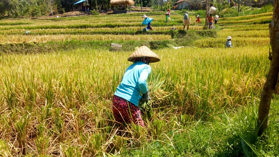 Bali: Sambangan Waterfalls Trekking, Sliding, & Jumping Trip - Trekking gear and life vest: the unglamorous stuff that makes it work
