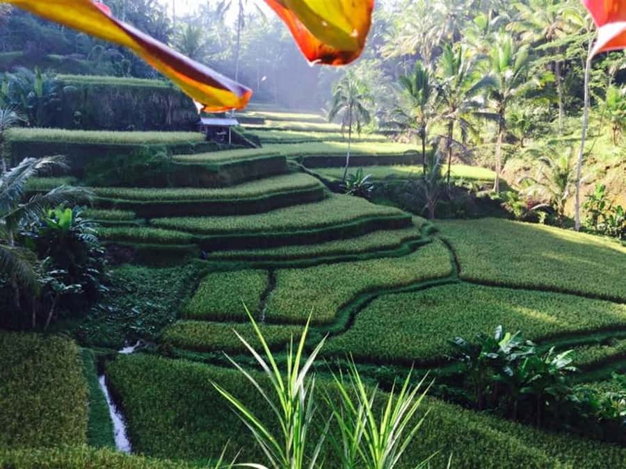 Banyumala Waterfall Trek, Bedugul and Lake Beratan Tour - Key highlights you’ll care about