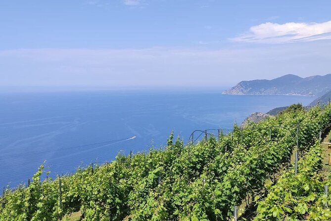 BarCa Winery Cinqueterre Trekking & Wine Tasting & Pesto Class - BarCa Winery: Key Highlights at a Glance