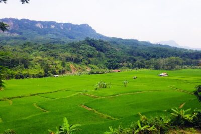 Bogor Botanical Garden & Rainforest Trekking to Hidden Waterfall - Bogor Botanical Garden: 1817 Roots and 15,000+ Species