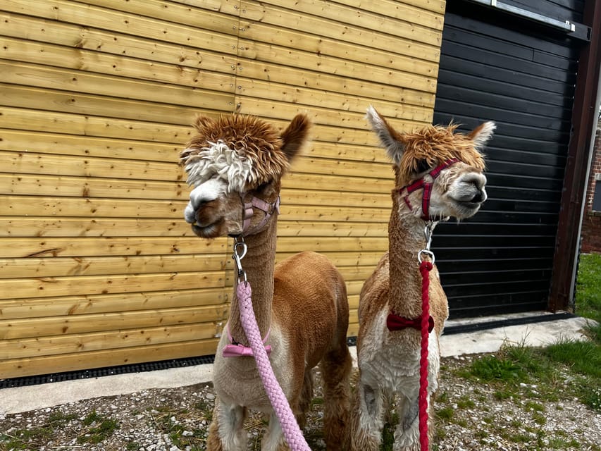 Brackenfield: Alpaca Trek - Key things to know before you go