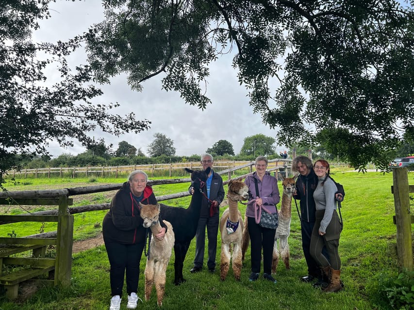 Brackenfield: Alpaca Trek - Price and value: why $33 can feel like a fair deal