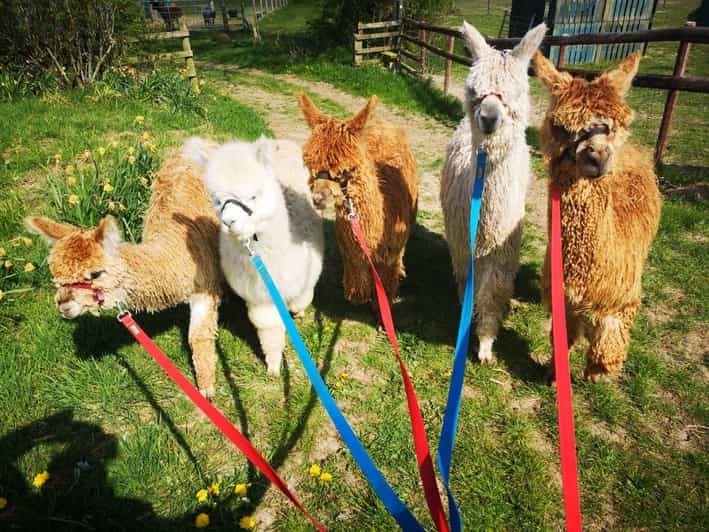 Brackenfield: Alpaca Trek - First steps at Brackenfield: finding the barn and settling in fast