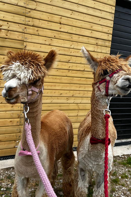 Brackenfield: Alpaca Trek - Induction and alpaca rules: where guides like Tara and Vicky set you up
