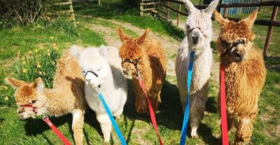 Brackenfield: Alpaca Trek - The 10am or 2pm trek schedule and how the timing feels in real life
