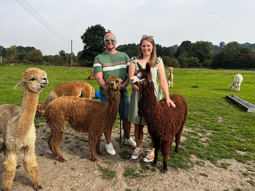 Brackenfield: Alpaca Trek - Meet your walking companion: trek with an alpaca or without