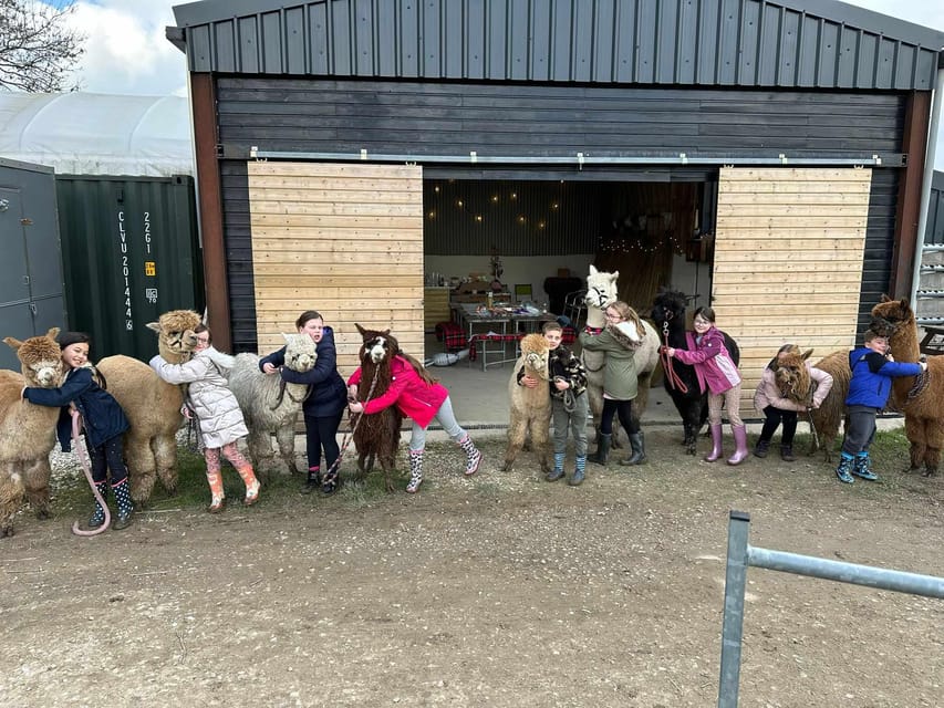 Brackenfield: Alpaca Trek - Walking the Amber Valley hills: what the trek actually feels like
