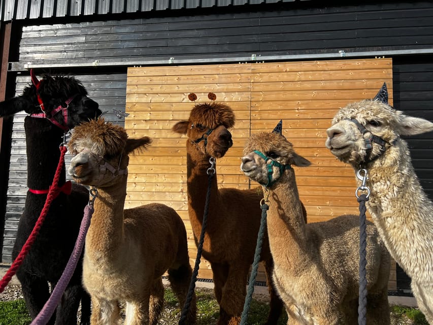 Brackenfield: Alpaca Trek - Refreshments and shortbread back at the rustic barn