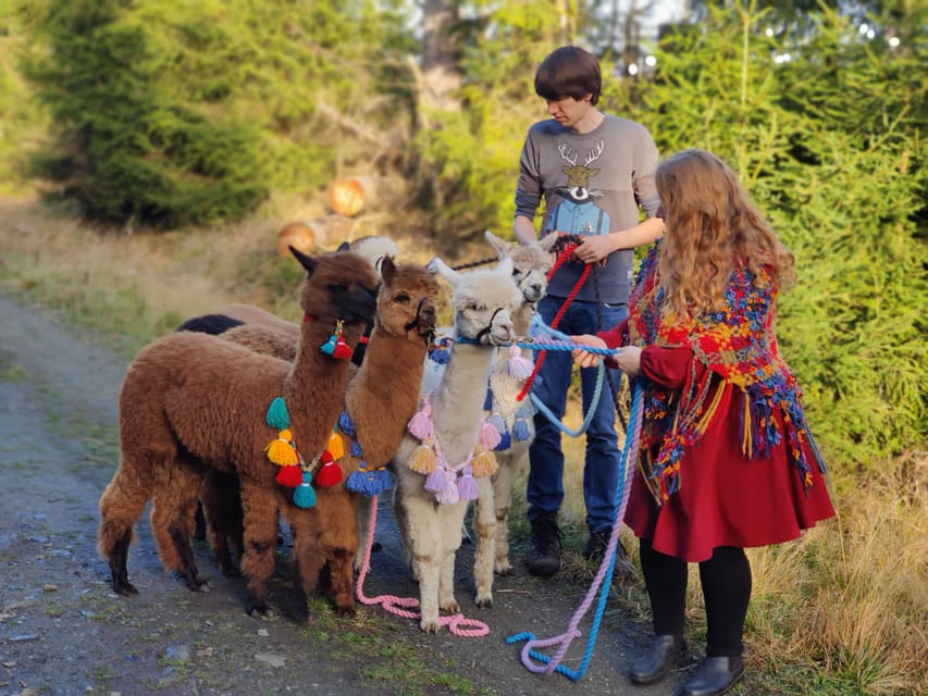 Braunschweig: Alpaca Trekking Tour - Meeting Your Alpaca Herd in Braunschweig
